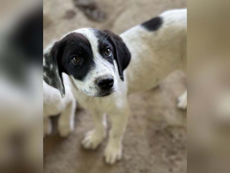 Utha, geb. ca. 02/2025, lebt in GRIECHENLAND, auf einer privaten Pflegestelle