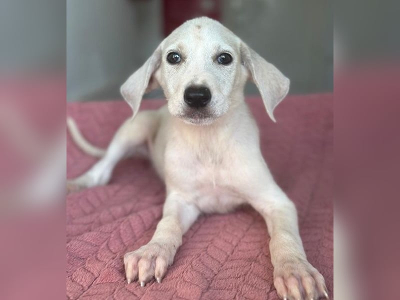 Lily, geb. ca. 05/2026, lebt in GRIECHENLAND, im städt. Tierheim Serres