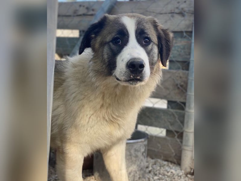 Lexya, geb. ca. 02/2025, lebt in GRIECHENLAND, im städtischen Tierheim