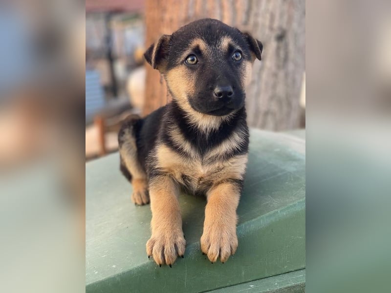 Heidi, geb. ca. 12/2025, lebt in GRIECHENLAND, auf einer privaten Pflegestelle