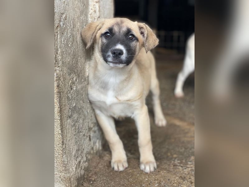 Mira, geb. ca. 12/2025, lebt in GRIECHENLAND, im städt. Tierheim Serres