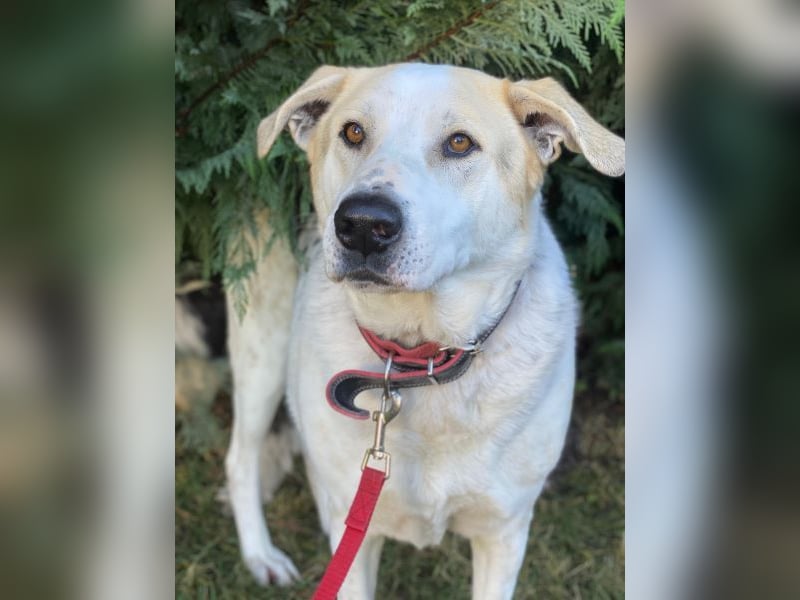 Rango, geb. ca. 01/2020, lebt in GRIECHENLAND, auf einer privaten Pflegestelle