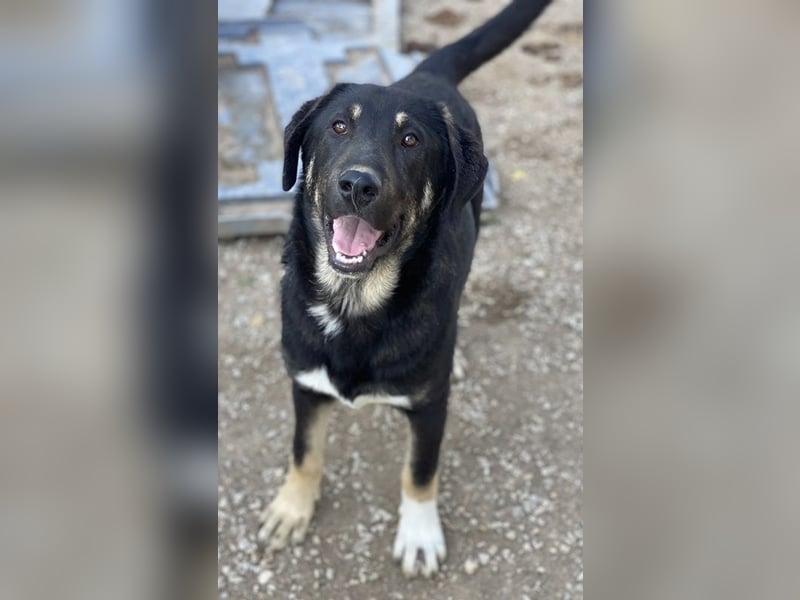 Neco, geb. ca. 11/2023, lebt in GRIECHENLAND, im städt. Tierheim Serres