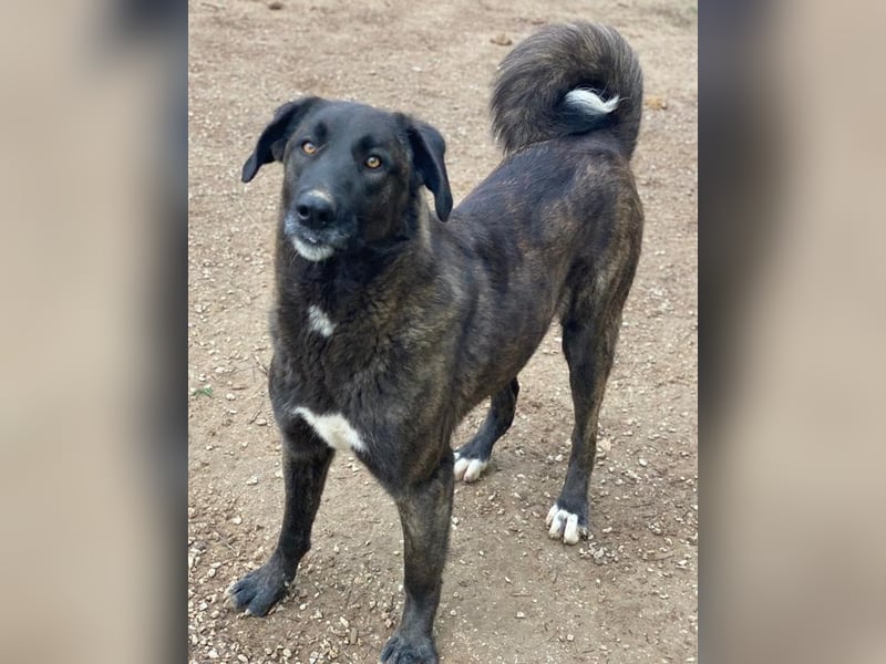 Niabi, geb. ca. 05/2023, lebt in GRIECHENLAND, im städt. Tierheim Serres