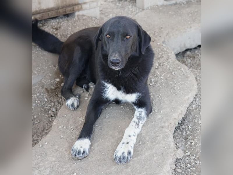 Frizelbliz, geb. ca. 03/2021, lebt in GRIECHENLAND, im städt. Tierheim Serres