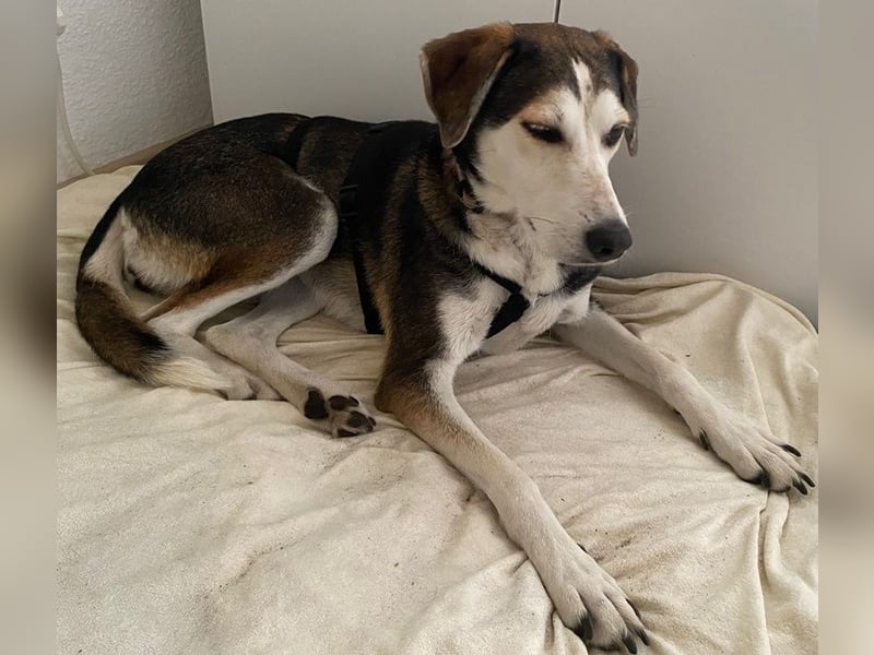 Portia, geb. ca. 06/2017, lebt auf einer Pflegestelle in 21220 Seevetal