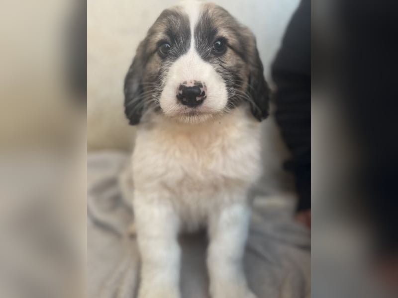 Malor, geb. ca. 09/2025, lebt in GRIECHENLAND, im städt. Tierheim Serres