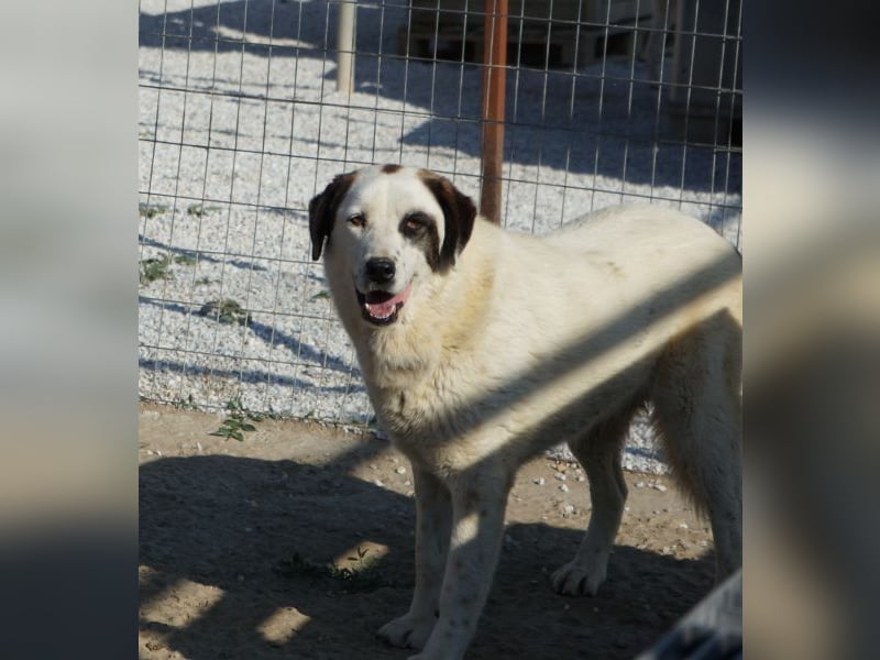 Benda, geb. ca. 06/2023, lebt in GRIECHENLAND, im städt. Tierheim Serres