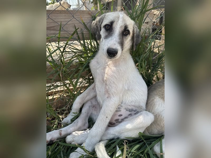 Maliya, geb. ca. 04/2025, lebt in GRIECHENLAND, im städt. Tierheim Serres