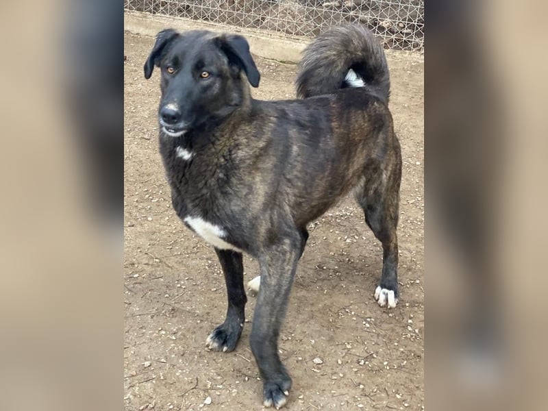 Niabi, geb. ca. 05/2023, lebt in GRIECHENLAND, im städt. Tierheim Serres