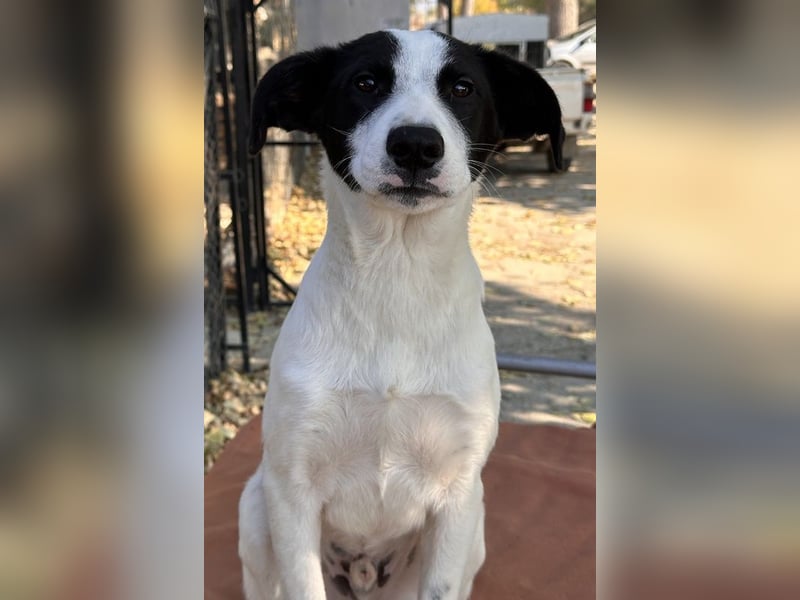 Capper, geb. ca. 06/2024, lebt in GRIECHENLAND, im städt. Tierheim Serres