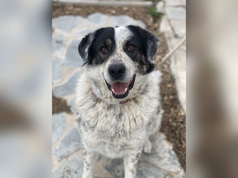 Pavlos, geb. ca. 05/2021, lebt in GRIECHENLAND, auf einer privaten Pflegestelle