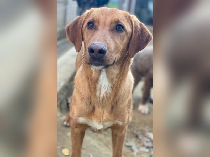 Karamell, geb. ca. 06/2025, lebt in GRIECHENLAND, auf einer privaten Pflegestelle