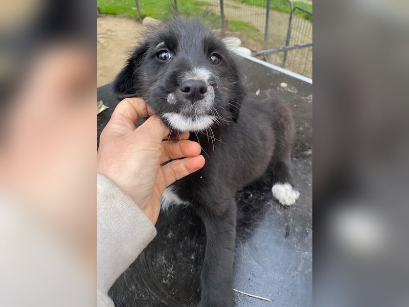 Lisbeth, geb. ca. 09/2025, lebt in GRIECHENLAND, auf einer privaten Pflegestelle