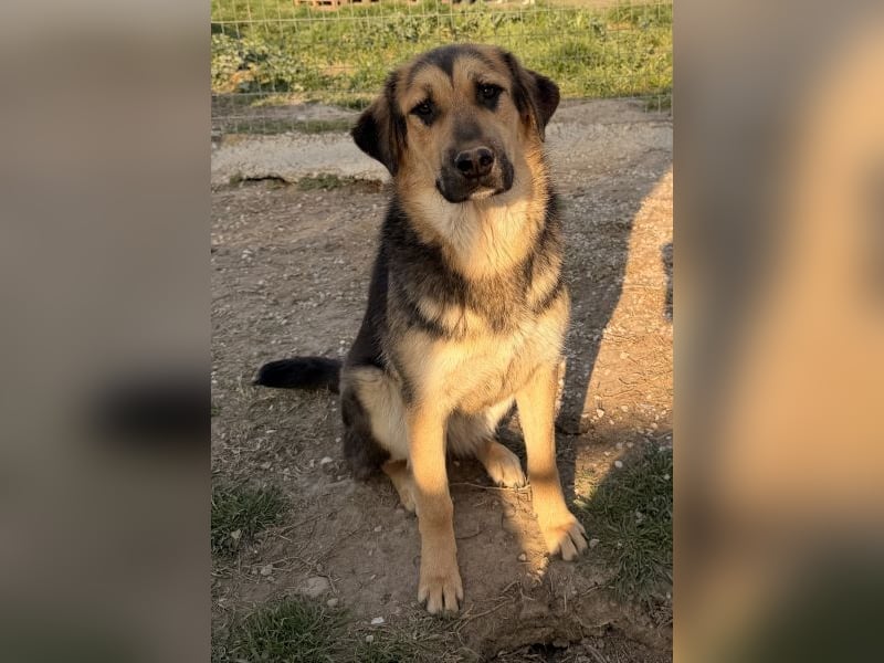 Elphaba, geb. ca. 07/2025, lebt in GRIECHENLAND, im städt. Tierheim Serres