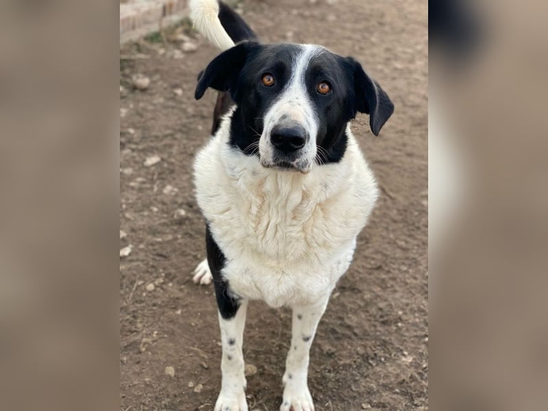 Franka, geb. ca. 06/2019, lebt in GRIECHENLAND, im städt. Tierheim Serres