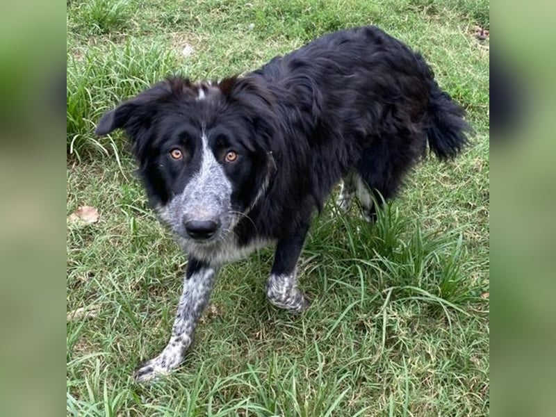 Lessa, geb. ca. 09/2022, lebt in GRIECHENLAND, im städt. Tierheim Serres