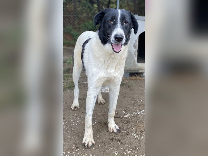 Kastor, geb. 01/2019, lebt in GRIECHENLAND, im städt. Tierheim Serres