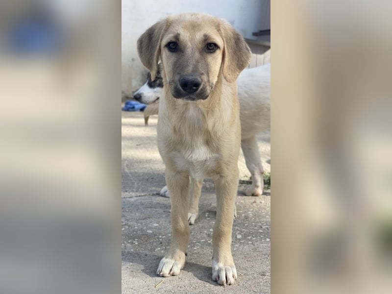 Arthur, geb. ca. 02/2024, lebt in GRIECHENLAND, im städt. Tierheim Serres