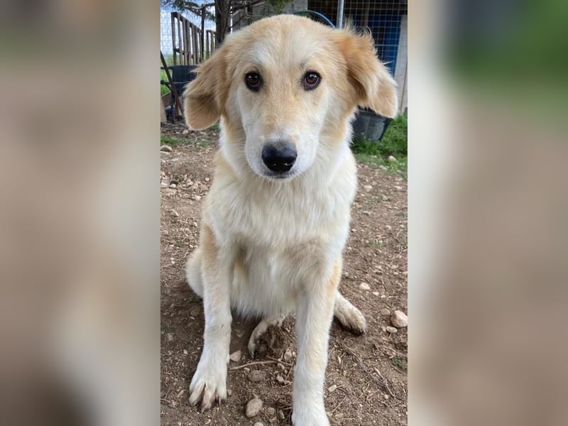 Giannis, geb. ca. 07/2022, lebt in GRIECHENLAND, im städt. Tierheim Serres