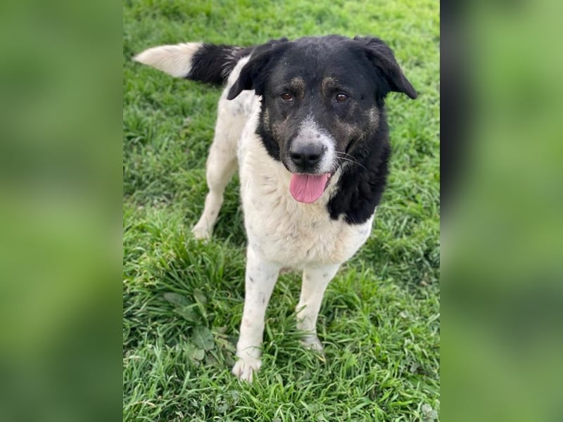 Thanio, geb. ca. 06/2020, lebt in GRIECHENLAND, im städt. Tierheim Serres