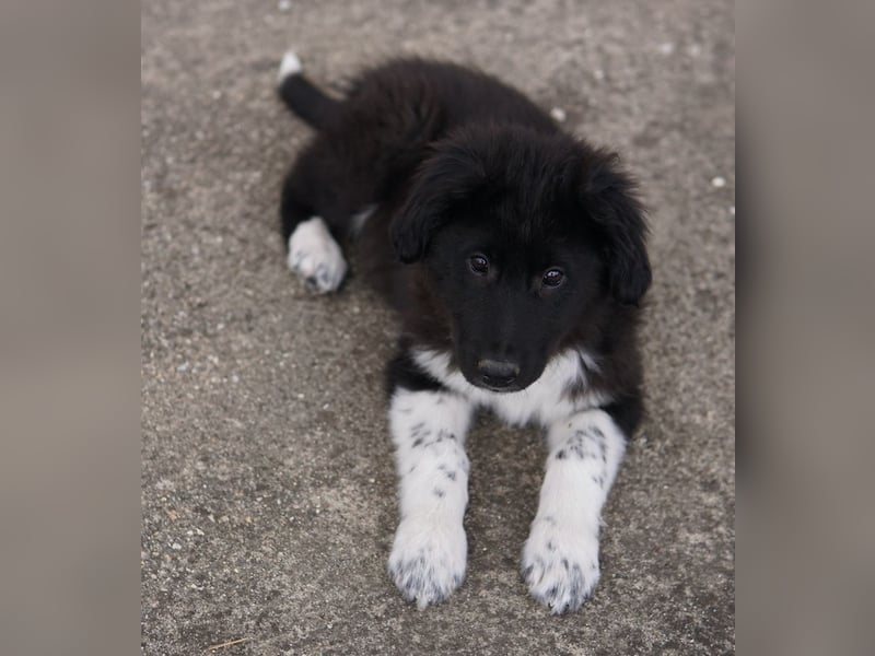 Baron, geb. ca. 12/2023, lebt in GRIECHENLAND, auf einem Gelände, Hunde werden notdürftig versorgt