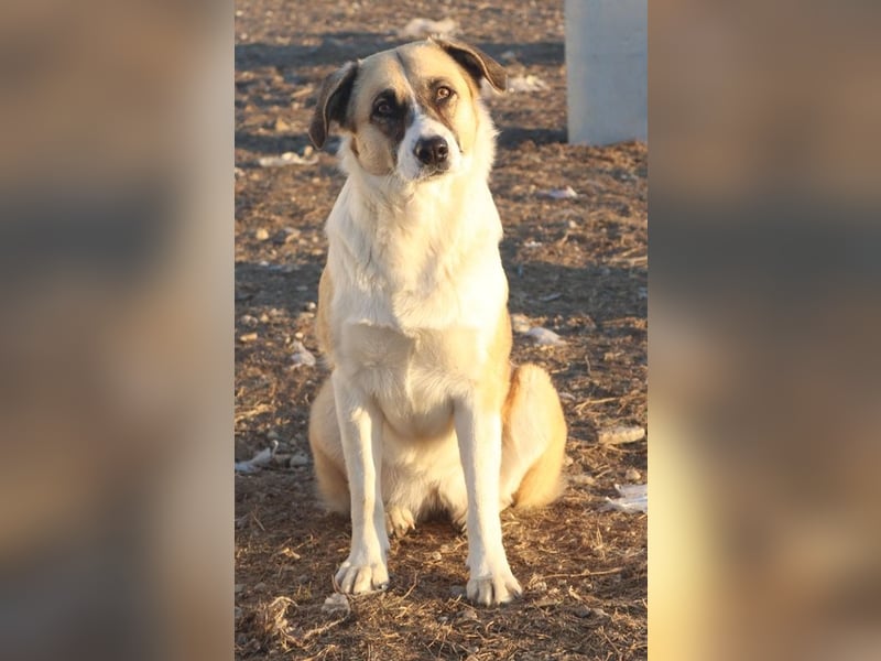 Jeanie, geb. ca. 05/2023, lebt in GRIECHENLAND, im städt. Tierheim Serres