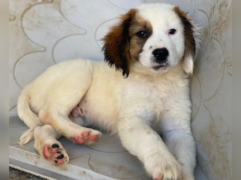 Fidi, geb. ca. 08/2025, lebt in GRIECHENLAND, im städt. Tierheim Serres