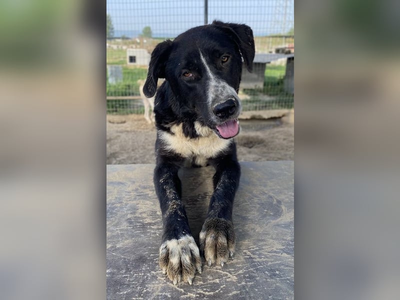 Schubert, geb. ca. 06/2023, lebt in GRIECHENLAND, im städt. Tierheim Serres