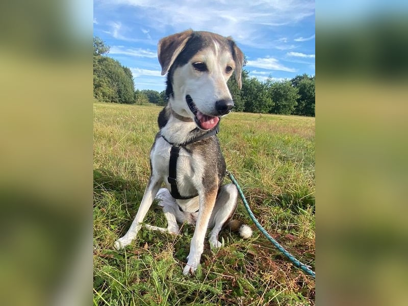 Portia, geb. ca. 06/2017, lebt auf einer Pflegestelle in 21220 Seevetal