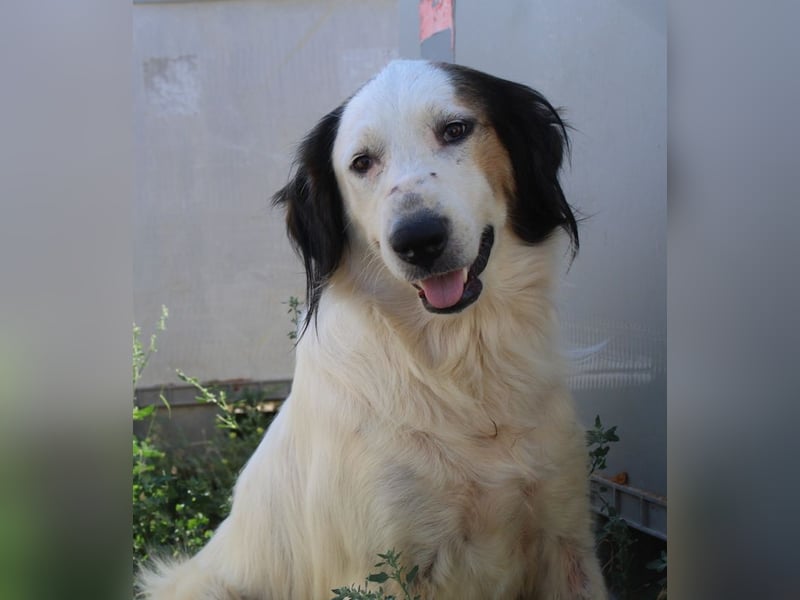 Lyra, geb. ca. 06/2021, lebt in GRIECHENLAND, auf einem Gelände, wird notdürftig versorgt