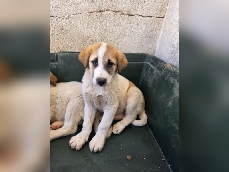 Alma, geb. ca. 02/2026, lebt in GRIECHENLAND, im städt. Tierheim Serres