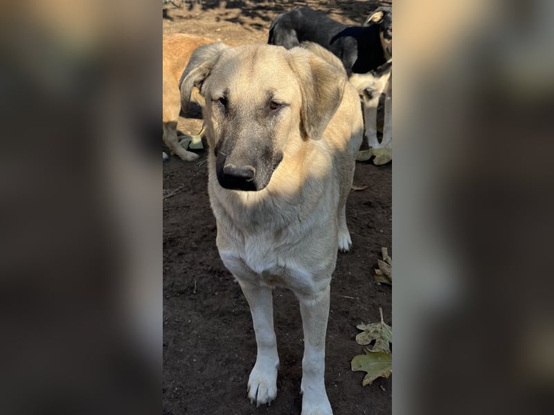 Bangladesh, geb. ca. 01/2024, lebt in GRIECHENLAND, auf einer privaten Pflegestelle