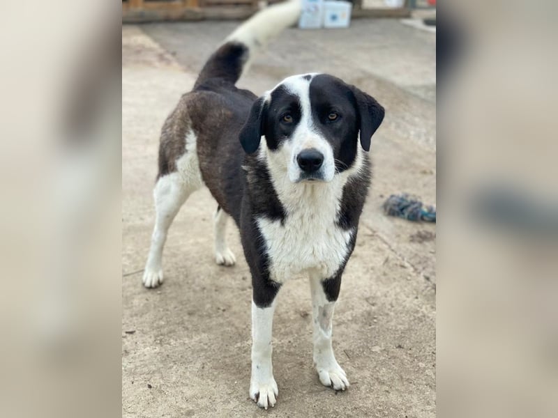 Aquata, geb. ca. 01/2023, lebt in GRIECHENLAND, im städt. Tierheim Serres