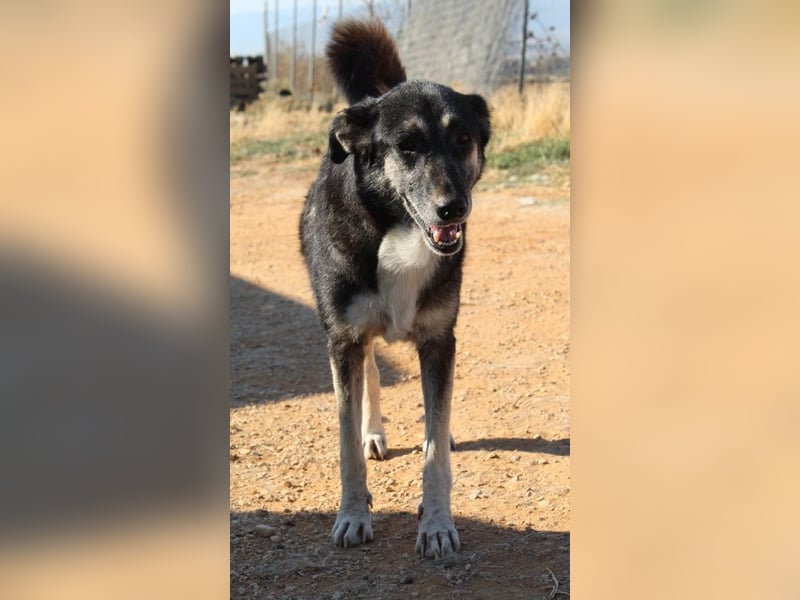 Nancy, geb. ca. 03/2019, lebt in GRIECHENLAND, auf einem Gelände, wird notdürftig versorgt