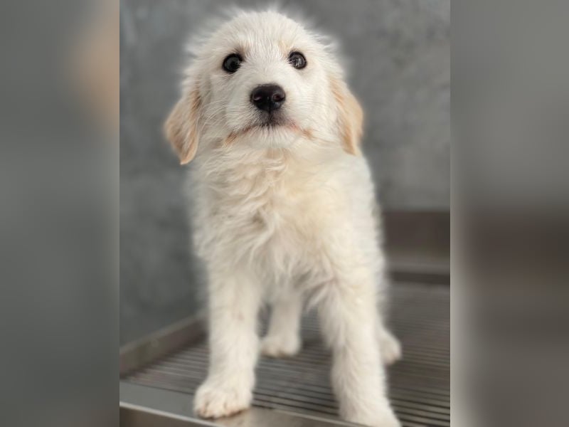 Zucker, geb. ca. 01/2026, lebt in GRIECHENLAND, auf einer privaten Pflegestelle