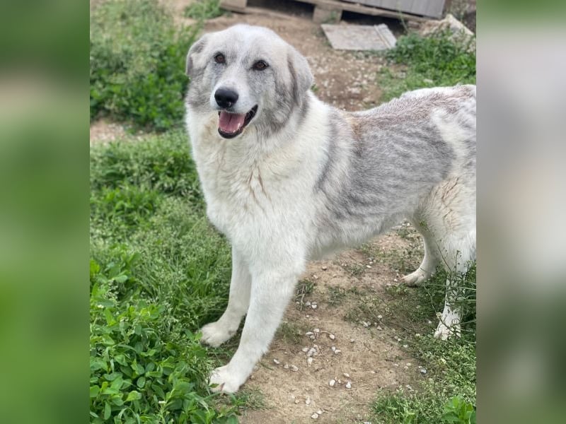 Charlina, geb. ca. 04/2021, lebt in GRIECHENLAND, im städt. Tierheim Serres