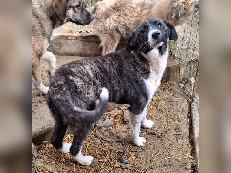 Tsuki, geb. ca. 04/2025, lebt in GRIECHENLAND, auf einer privaten Pflegestelle