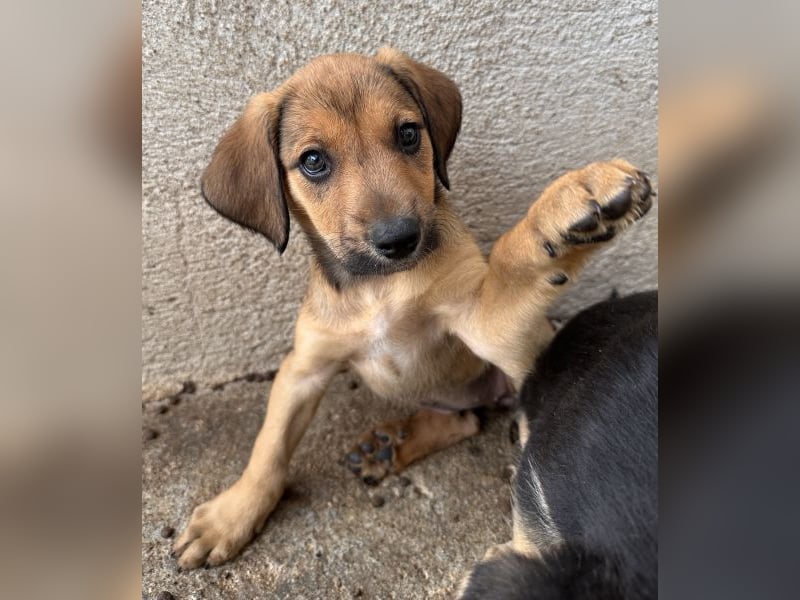 Tiana, geb. ca. 02/2026, lebt in GRIECHENLAND, im städt. Tierheim Serres