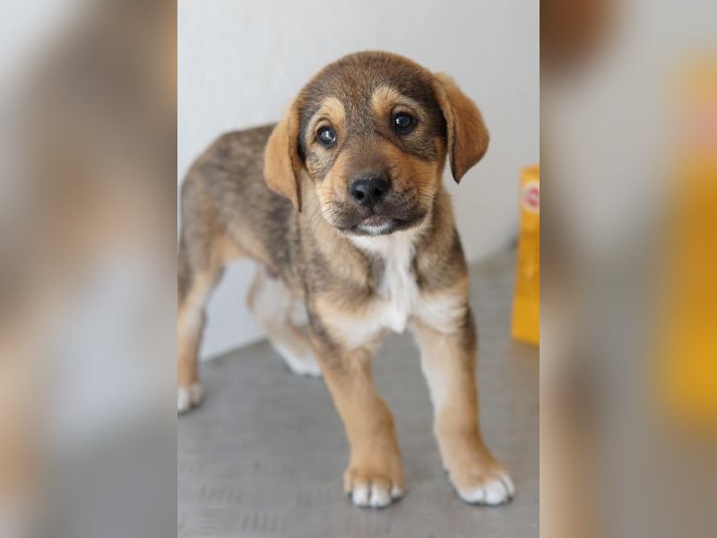 Kuba, geb. ca. 12/2025, lebt in GRIECHENLAND, auf einer privaten Pflegestelle