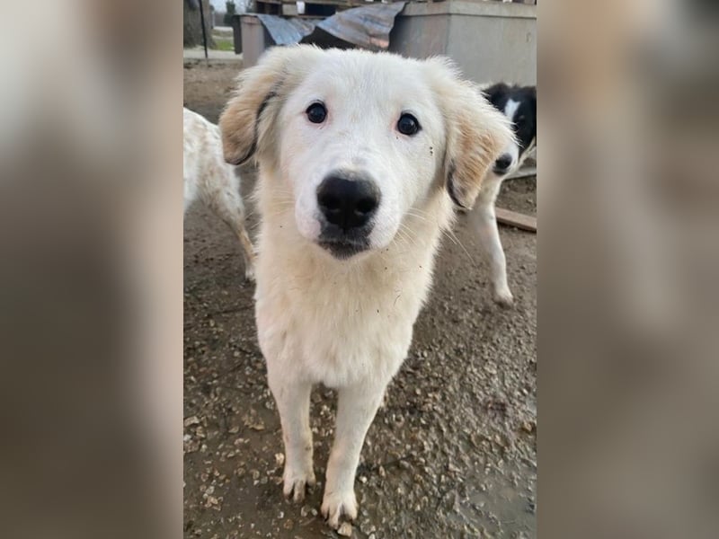 Skippy, geb. ca. 05/2022, lebt in GRIECHENLAND, im städt. Tierheim Serres