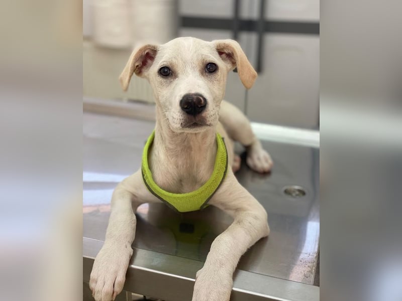 Atreyu, geb. ca. 08/2025, lebt in GRIECHENLAND, im städt. Tierheim Serres