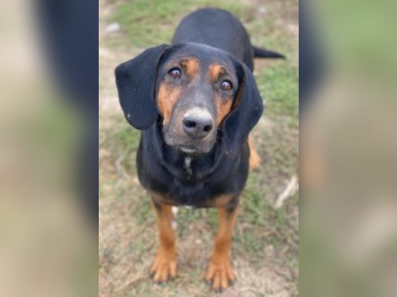 Priska, geb. ca. 08/2021, lebt in GRIECHENLAND, im städt. Tierheim Serres