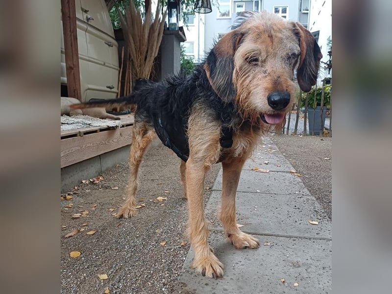 Yasko, geb. ca. 11/2022, lebt auf einer Pflegestelle in 44649 Herne