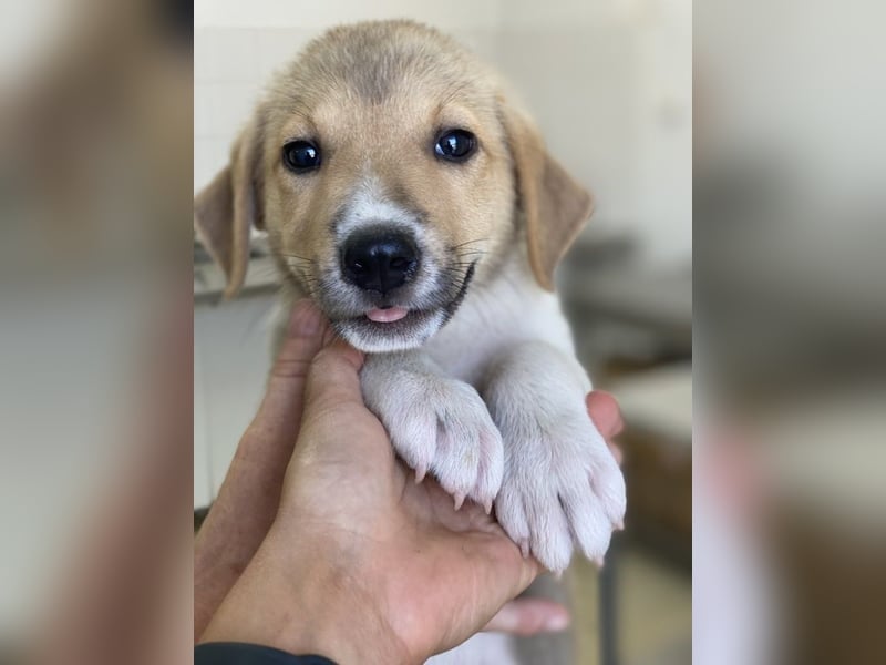 Padme, geb. ca. 04/2024, lebt in GRIECHENLAND, im städt. Tierheim Serres