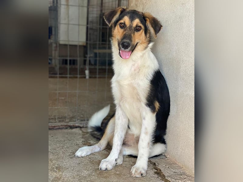 Kati, geb. ca. 03/2025, lebt in GRIECHENLAND, im städt. Tierheim Serres