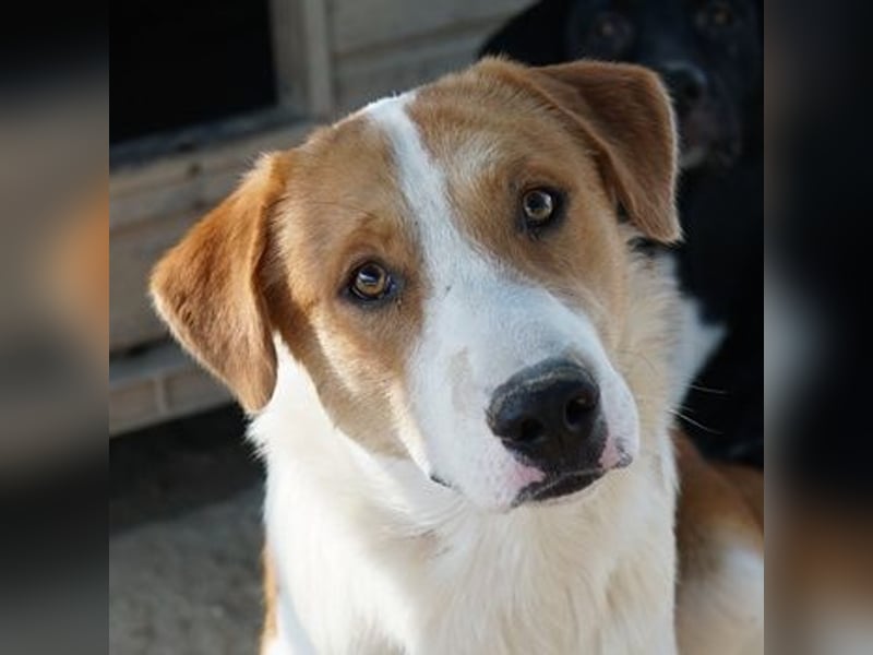 Benji, geb. ca. 10/2024, lebt in GRIECHENLAND, im städt. Tierheim Serres