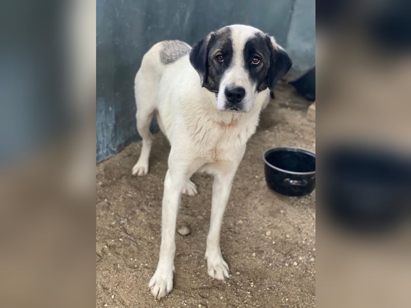 Marinara, geb. ca. 01/2025, lebt in GRIECHENLAND, auf einer privaten Pflegestelle