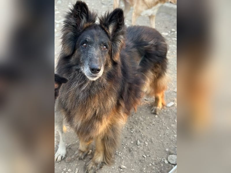 Snorre, geb. ca. 11/2017, lebt in GRIECHENLAND, im städt. Tierheim Serres