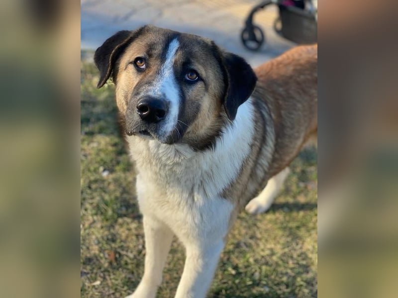 Anxton, geb. ca. 02/2022, lebt in GRIECHENLAND, im städt. Tierheim Serres